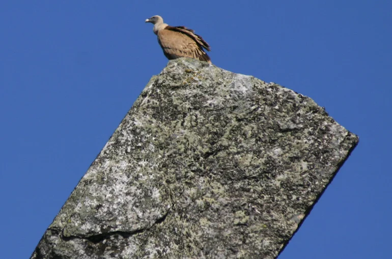 Monfrague National Park Spain