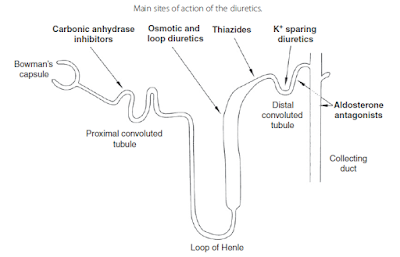 loop diuretics