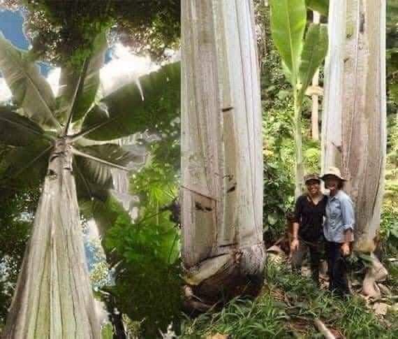 Giant Banana Trees in Australia