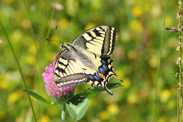 প্রজাপতির ছবি