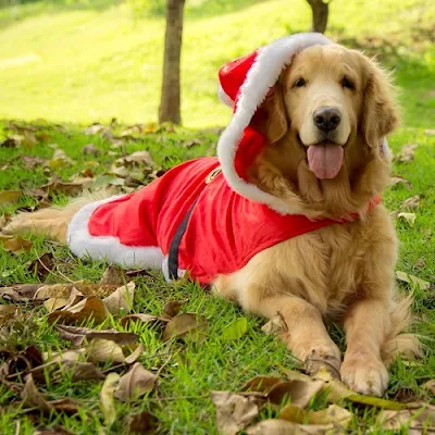 32 fotos de animais que já estão prontos para o natal