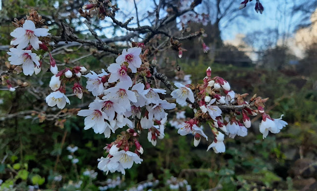 Вишня надрезанная (Prunus incisa, =Cerasus incisa)