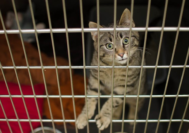 Shelter tabby cat keen to be adopted