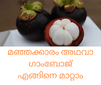 Mangosteen | Yellow Latex - Gamboge - മാംഗോസ്റ്റീനിലെ മഞ്ഞക്കാരം