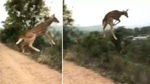  Video of deer's long and elevated jump viral, people communicate 'This one is literally flying'