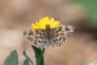 mariposa-piquitos-castaña-carcharodus-alceae-