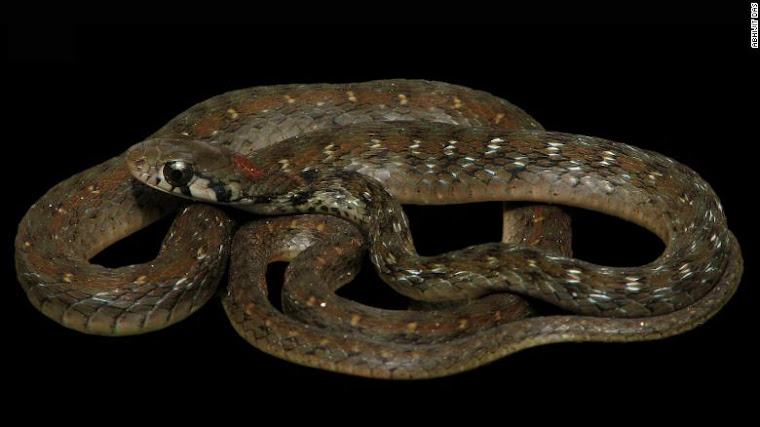 A cobra Rhabdophis bindi da Índia e Bangladesh