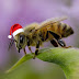 ΤΑ ΖΩΑ ΤΑ ΧΡΙΣΤΟΥΓΕΝΝΑ! Τι κάνουν οι μέλισσες