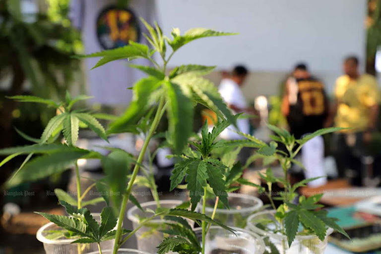 Thailand Ends Free Cannabis Policy, Demands Medical Certificates Now