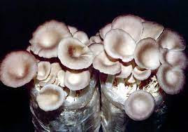 Oyster mushroom cultivation book pdf.