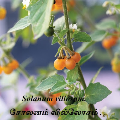 Berrys-Golden-Solanum villosum