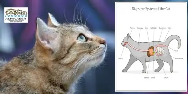  التهاب الأمعاء في القطط - أنواعه وأعراضه وطرق علاجه