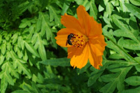 Constância alaranjada, abelha preta