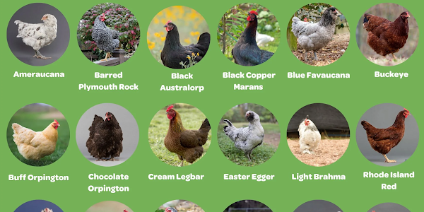 RARE CHICKEN BREEDS