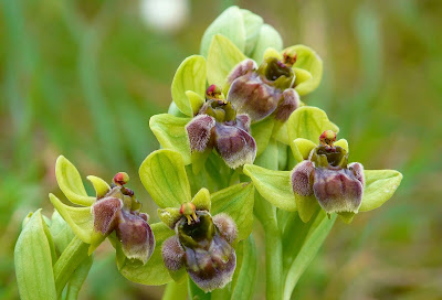 Ophrys - Bee orchids care