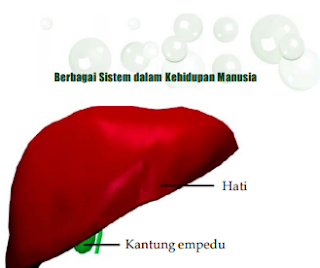 Sistem Ekskresi Manusia