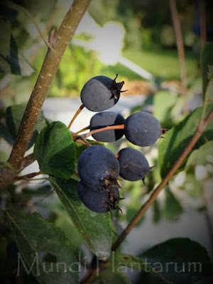 Amelanchier bartramiana 'Eskimo'