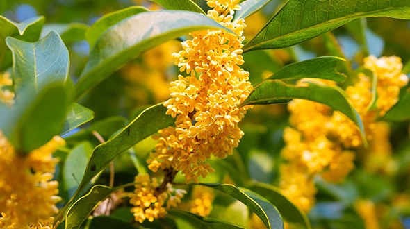 Flowering shrubs like tea olive are perfect for your marietta georgia yard