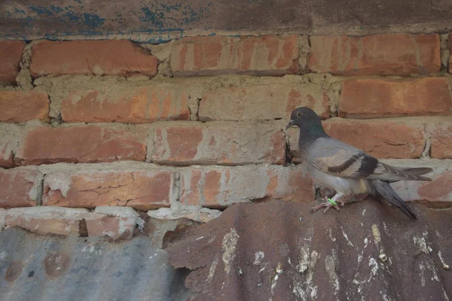 Picture of a Rock dove