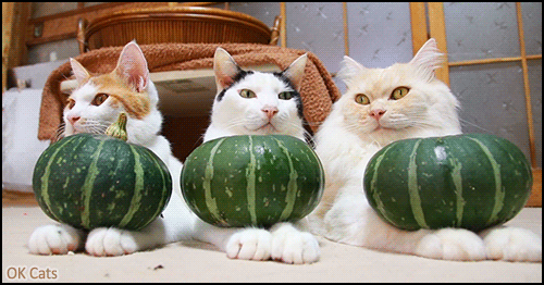 Art Cat GIF • Cinemaghraph • 3 patient 'ShironekoS cats with their green pumpkins [ok-cats.com]
