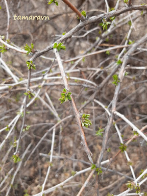 Принсепия китайская / Плоскосемянник китайский (Prinsepia sinensis, =Plagiospermum sinense)