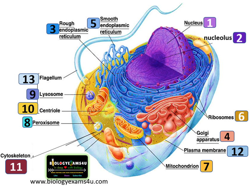 Animal Cell Structure and Function