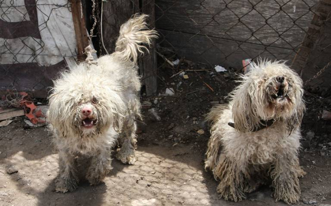 Delfina Gómez pide apoyará las donaciones para las mascotas afectadas en Guerrero por Ottis