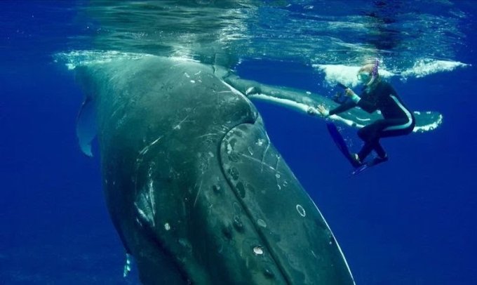 Humpback Whales Save Humans from Giant Shark Attack