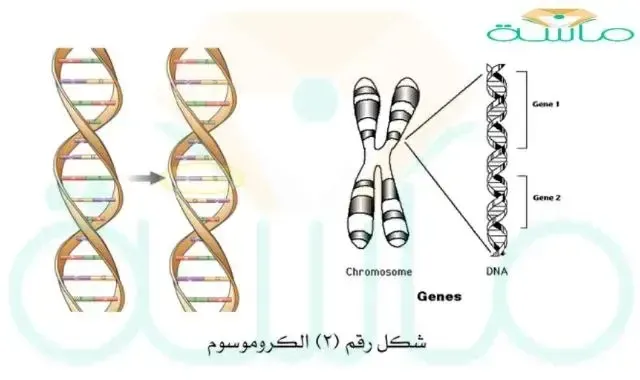 شكل الكروموسوم في الدجاجة