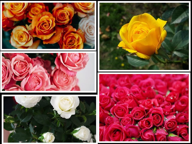 Makna Warna Bunga Mawar Majalah Wanita