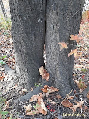 Мелкоплодник ольхолистный / Рябина ольхолистная (Micromeles alnifolia, =Sorbus alnifolia)