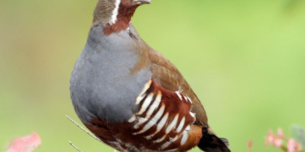 Mountain Quail