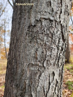 Мелкоплодник ольхолистный / Рябина ольхолистная (Micromeles alnifolia, =Sorbus alnifolia)