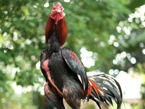 Ciri-Ciri Ayam Bangkok Petarung Yang Bagus