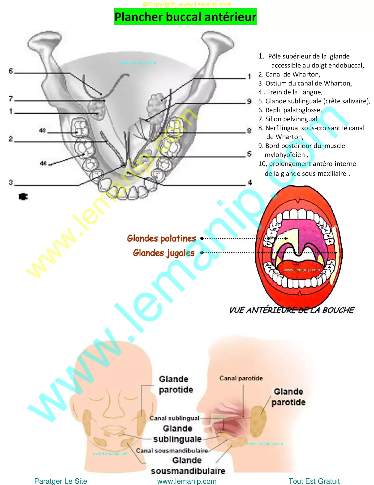removing salivary gland,sjogren's swollen glands,left parotid,parotid duct,stensen's duct,parotid gland duct,swollen parotid glands both sides,swollen parotid gland on both sides,superficial parotid,inflamed salivary gland