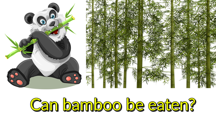 Can Bamboo Be Eaten ?