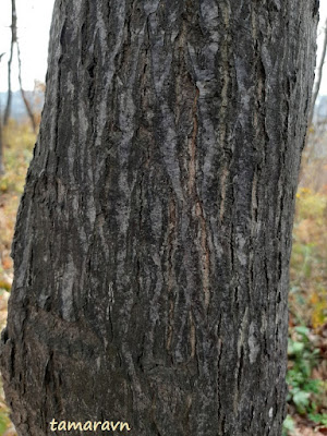 Мелкоплодник ольхолистный / Рябина ольхолистная (Micromeles alnifolia, =Sorbus alnifolia)