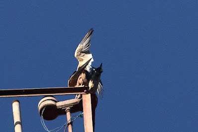 Peregrine Falcon (Shaheen)