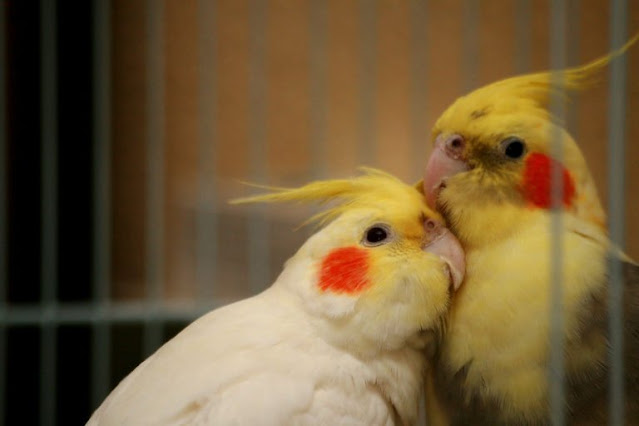 cockatiel breathing problem