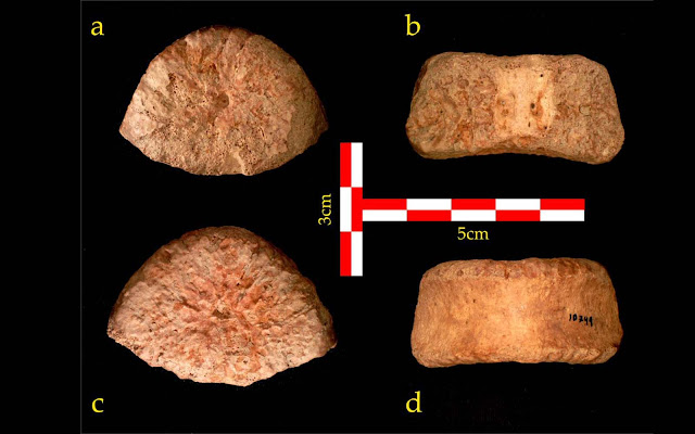 Η επάνω (α), η πίσω (β), η κάτω (γ) και η μπροστινή (δ) όψη του σπονδύλου που ανακαλύφθηκε στην τοποθεσία «Ubeidiya». [Credit: Δρ. Alon Barash]