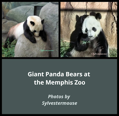 Giant Panda Bears at the Memphis Zoo. Photo by Sylvestermouse