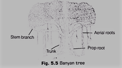 Modification of Adventitious Roots