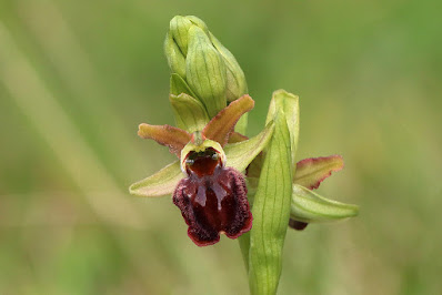 Ophrys sphegodes - Early Spider Orchid care