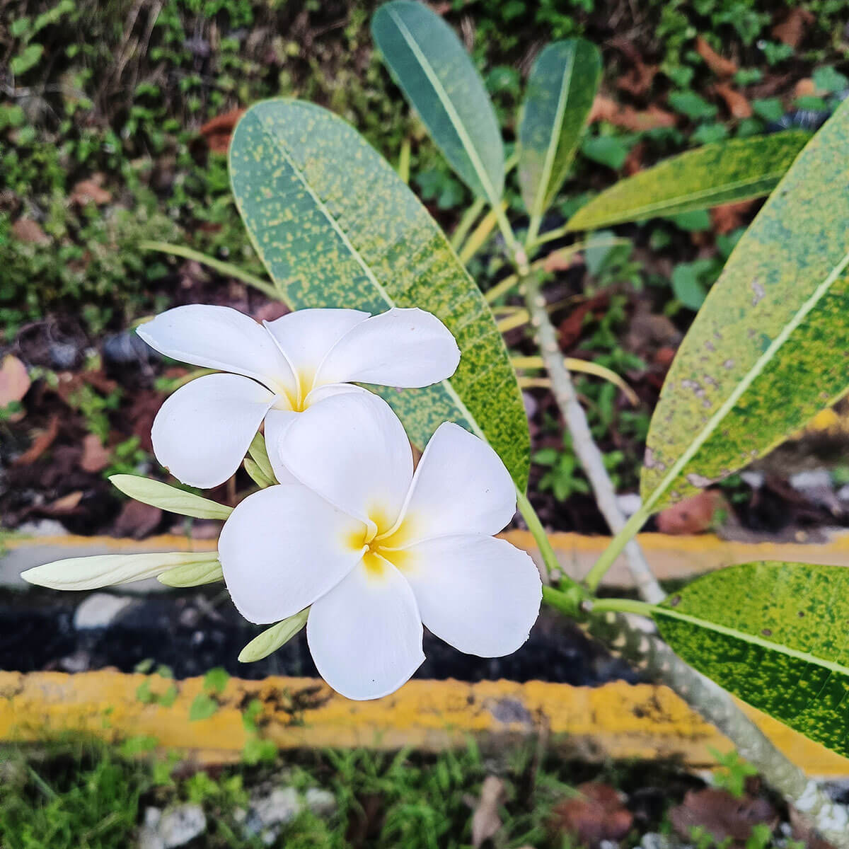 รูปภาพ