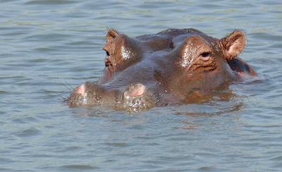 hippo spirit animal