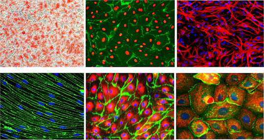 Cell Culture