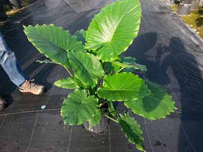 Alocasia odora - Night-scented lily care