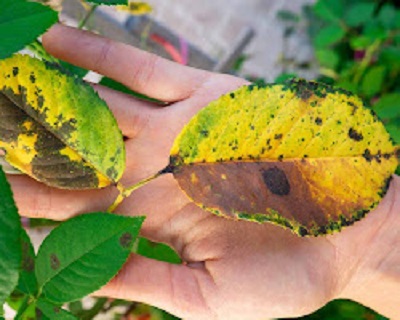 Keep your garden clean