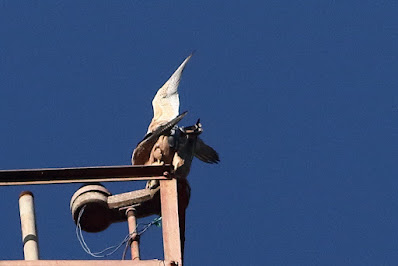 Peregrine Falcon (Shaheen)