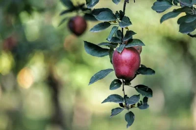 Kashmiri Apples